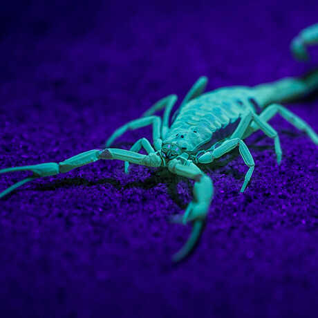 Bark scorpion fluoresces neon yellow under ultraviolet light