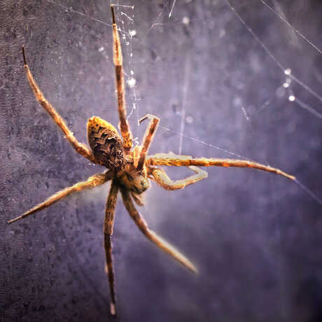 A fishing spider weaves its web