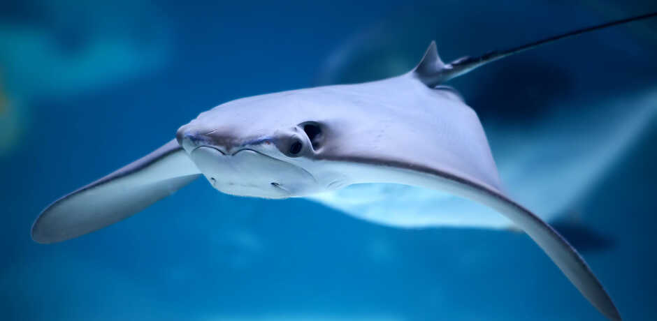 Underwater photo of cownose ray