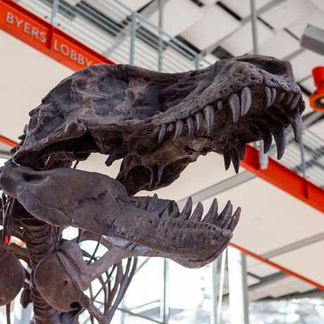 Tyrannosaurus Rex 