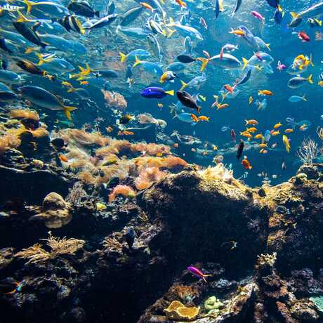 Philippine Coral Reef 