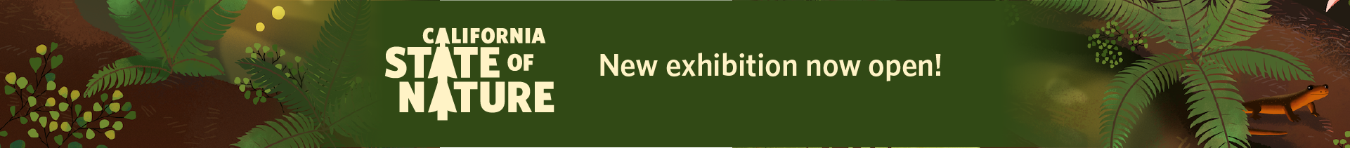 An illustration of a forest scene with a salamander and California State of Nature exhibit wordmark