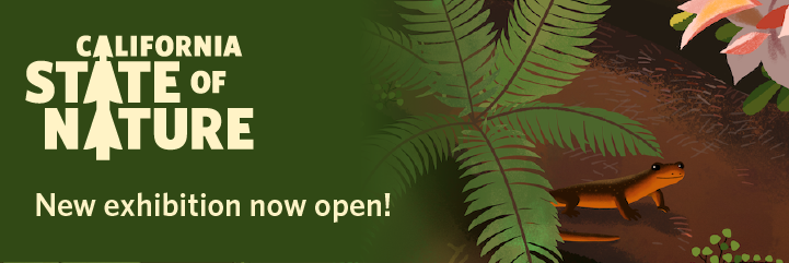 An illustration of a forest scene with a salamander and California State of Nature exhibit wordmark