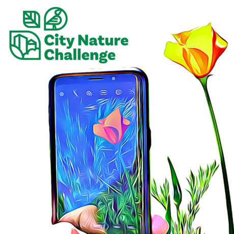 City Nature Challenge
