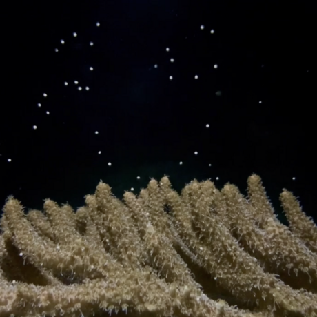 Coral spawning in the Academy's coral spawning lab.