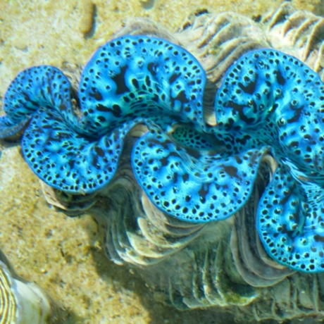 giant clam