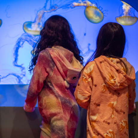 Children in pajamas viewing jellyfish in aquarium