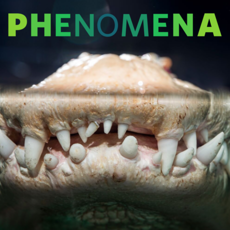 Close-up of Claude the albino alligator's teeth
