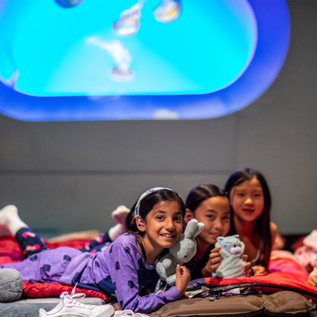 Four girls with stuffed animals laying by the aquarium