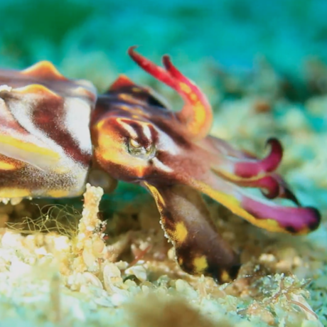 Flamboyant Cuttlefish