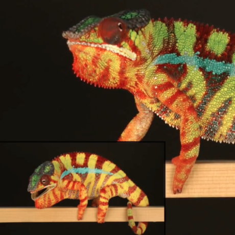chameleons