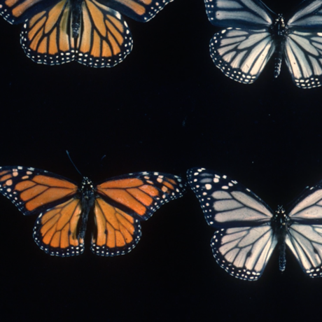 butterflies